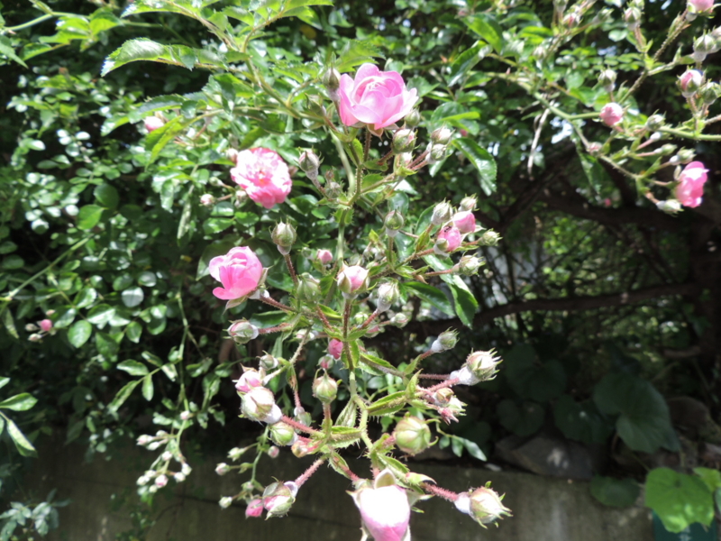 f:id:rotling:20160521094903j:image