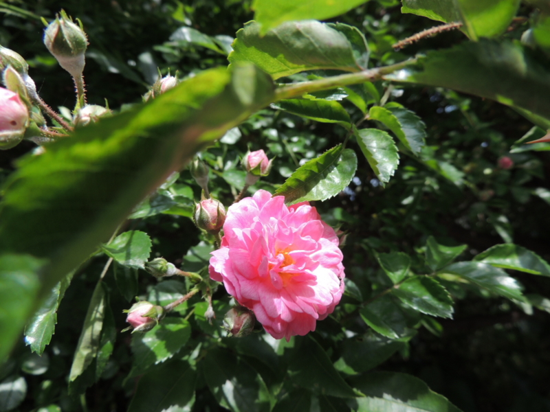 f:id:rotling:20160521094907j:image