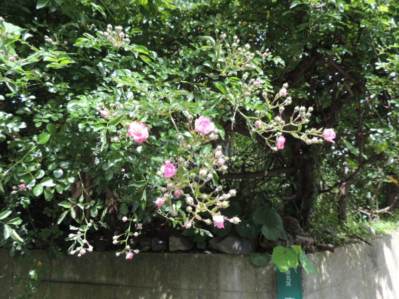 f:id:rotling:20160521094910j:image