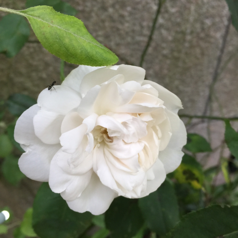 f:id:rotling:20160521180901j:image