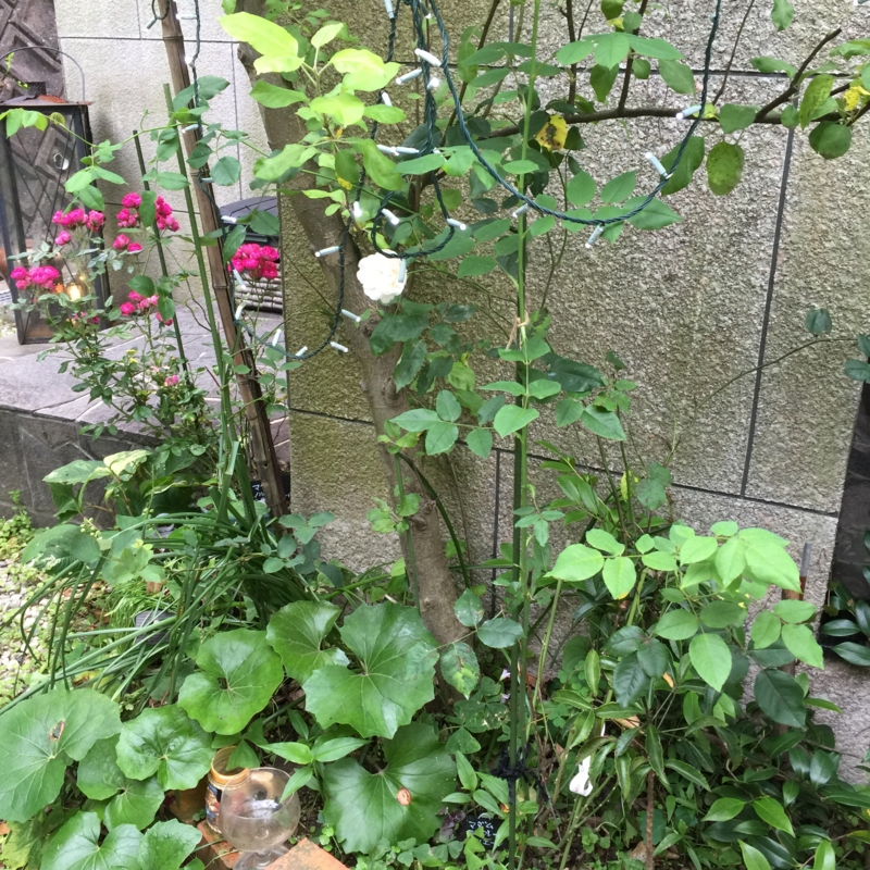 f:id:rotling:20160521180910j:image