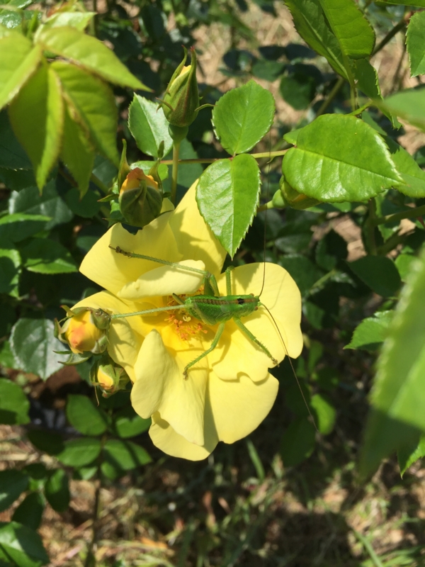 f:id:rotling:20160523133612j:image