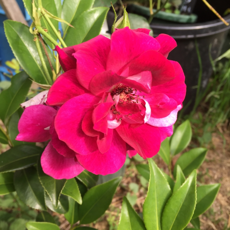 f:id:rotling:20160524082606j:image