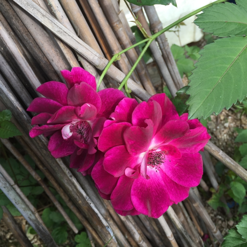 f:id:rotling:20160524082609j:image