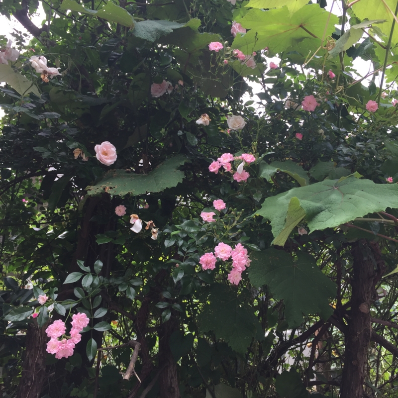 f:id:rotling:20160524123049j:image