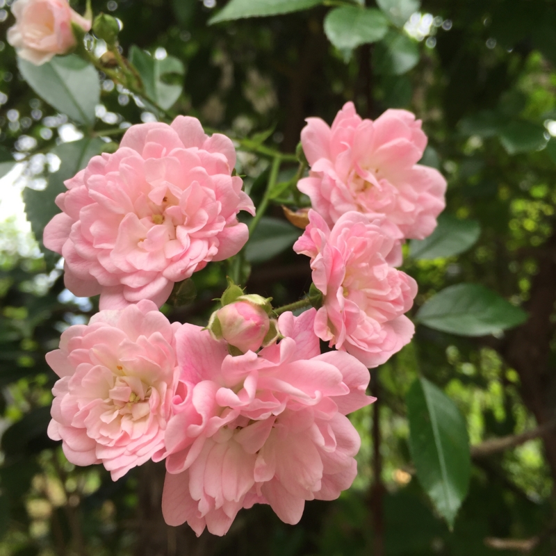 f:id:rotling:20160524123055j:image
