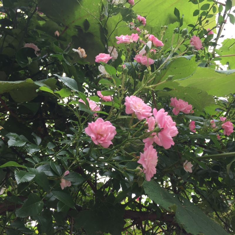 f:id:rotling:20160524123058j:image