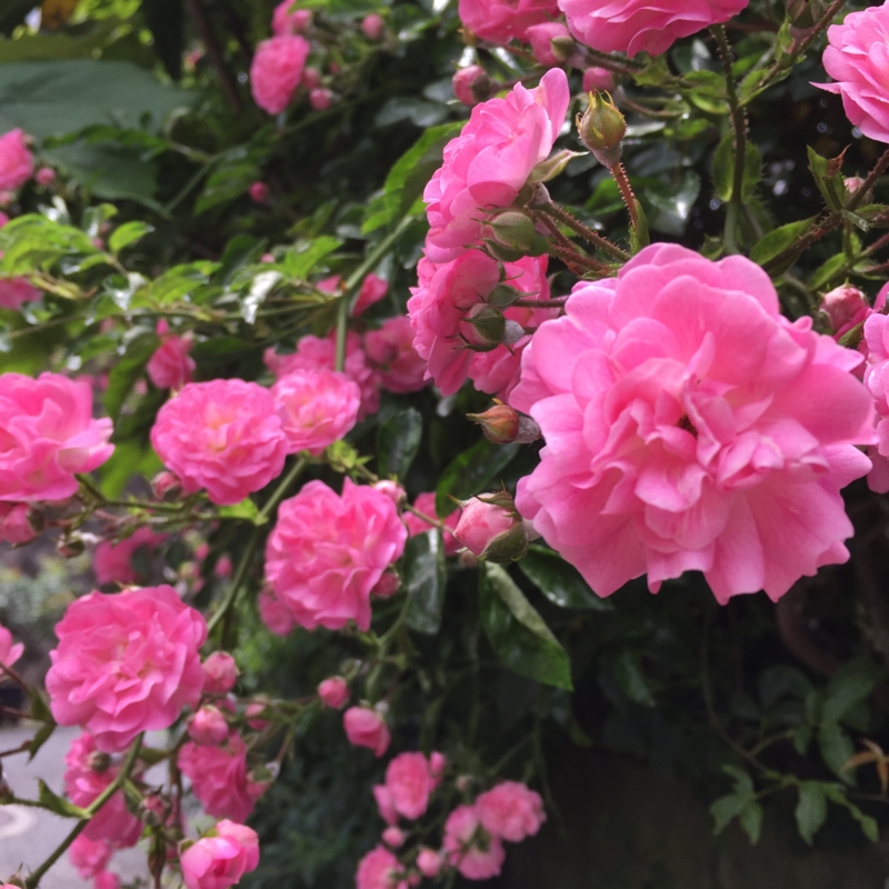 f:id:rotling:20160524123110j:image