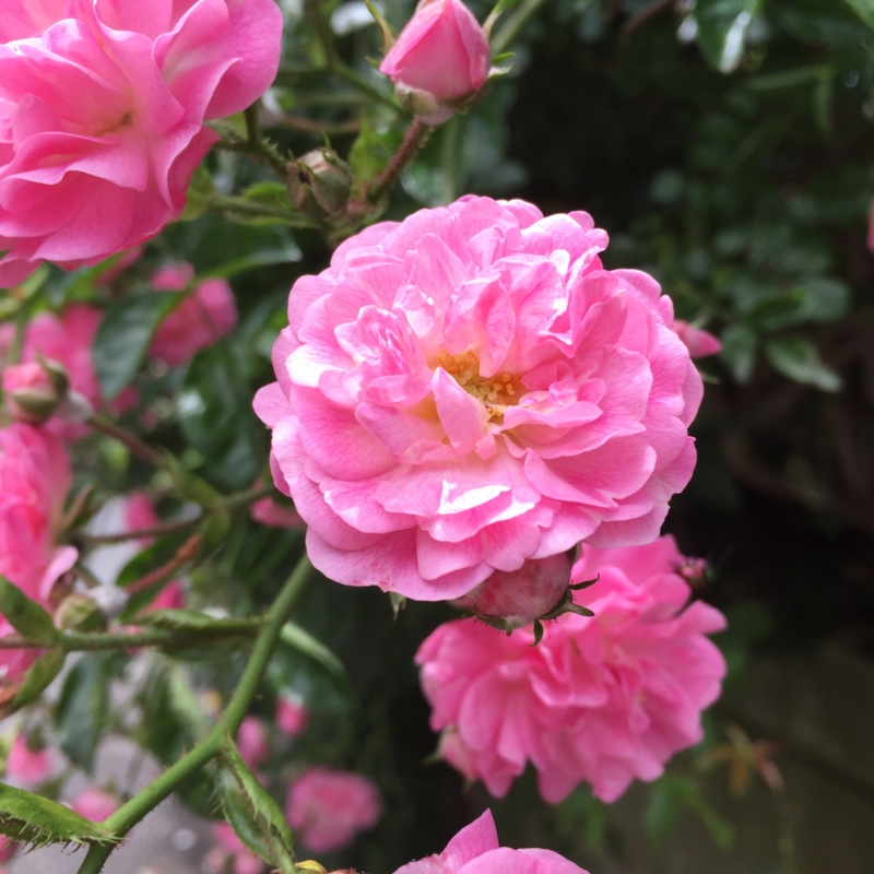 f:id:rotling:20160524123114j:image