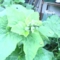 たちあおい