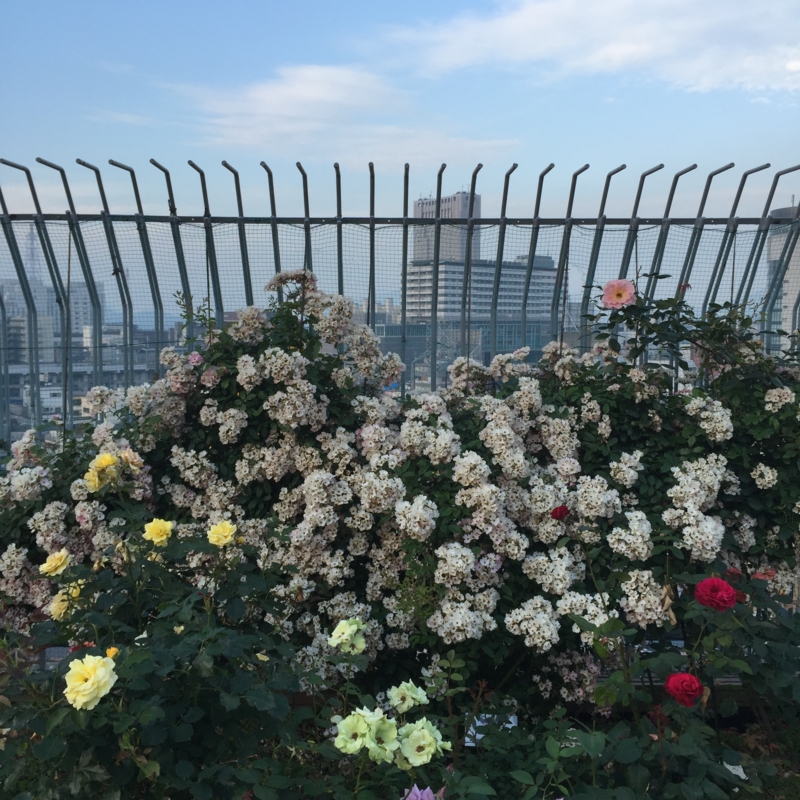 井筒屋屋上　バラ園