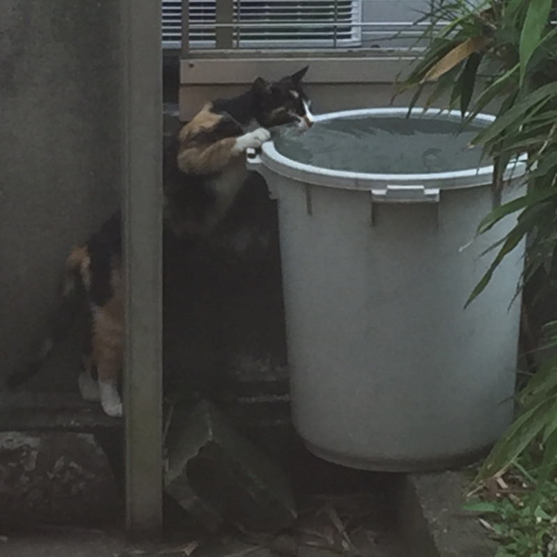 ねこ　水飲み