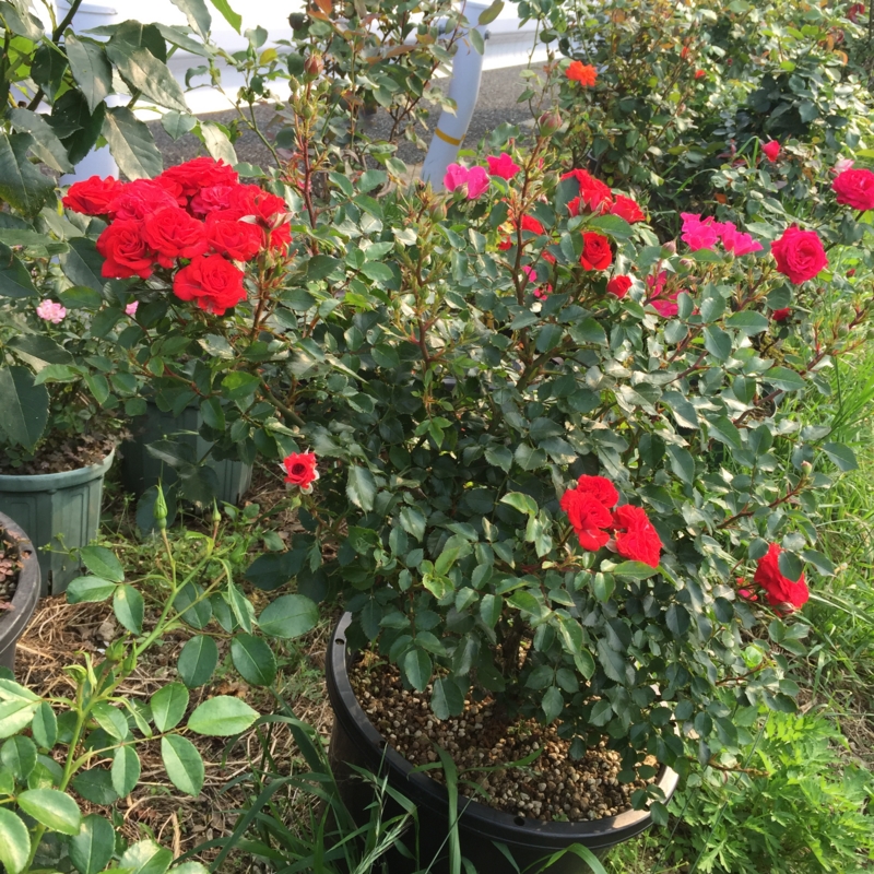 f:id:rotling:20160527164114j:image