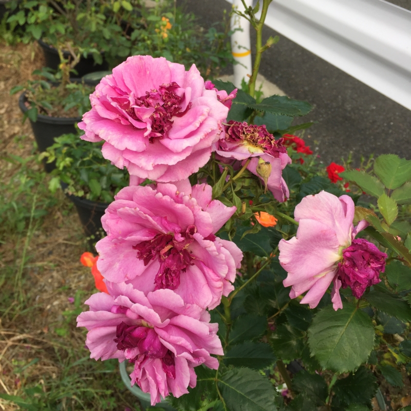 f:id:rotling:20160527164431j:image