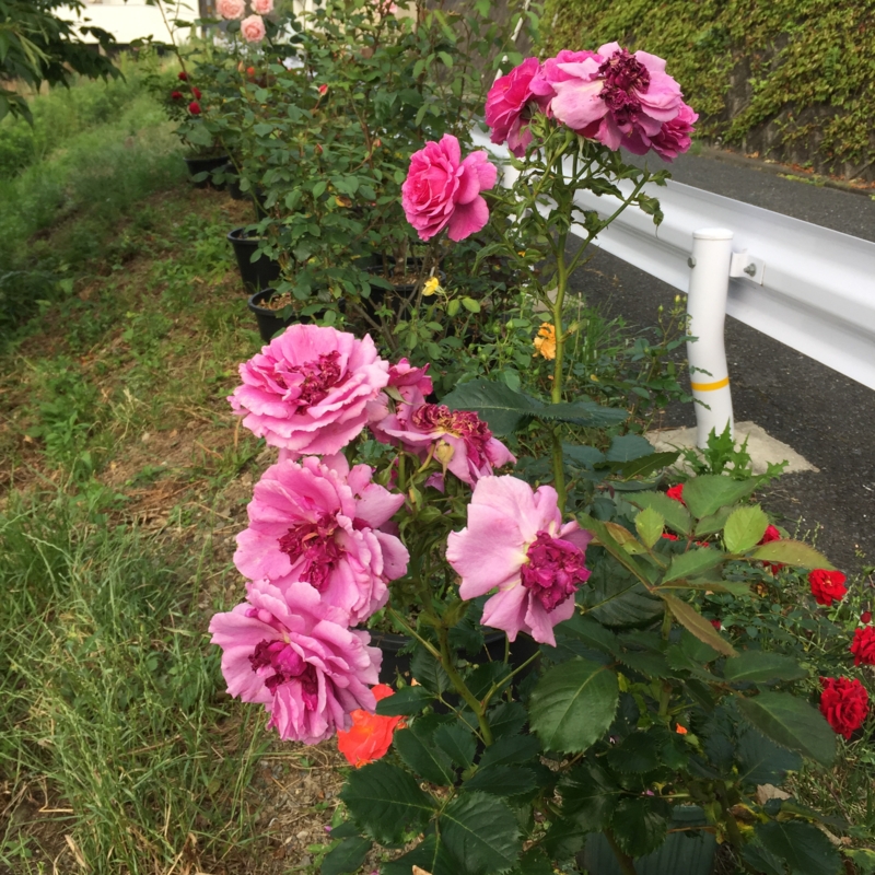 f:id:rotling:20160527164439j:image