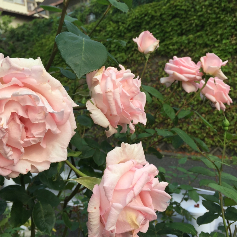 f:id:rotling:20160527164519j:image