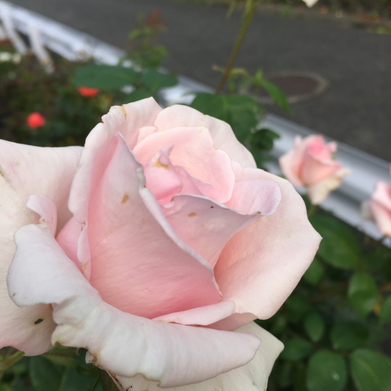 f:id:rotling:20160527164523j:image