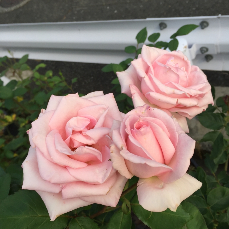 f:id:rotling:20160527164526j:image