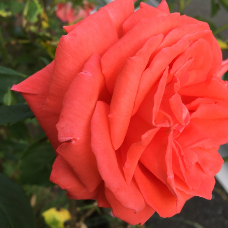 f:id:rotling:20160527164536j:image