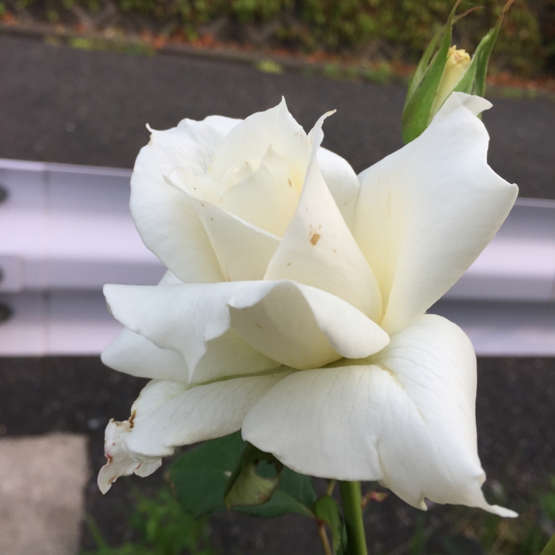f:id:rotling:20160527164559j:image