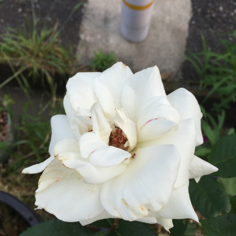 f:id:rotling:20160527164601j:image