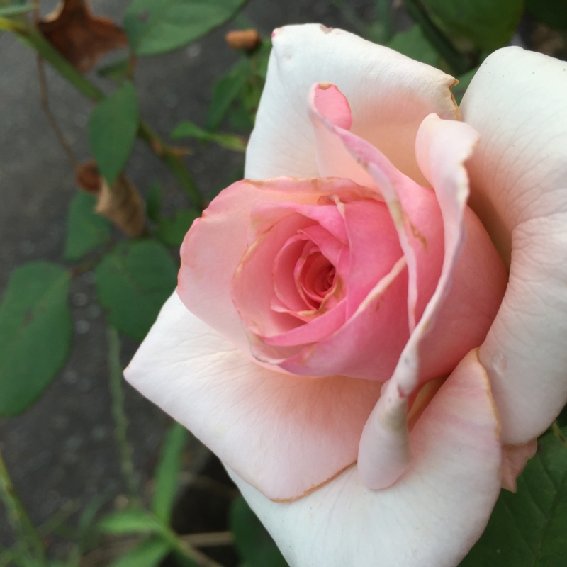 f:id:rotling:20160527164614j:image