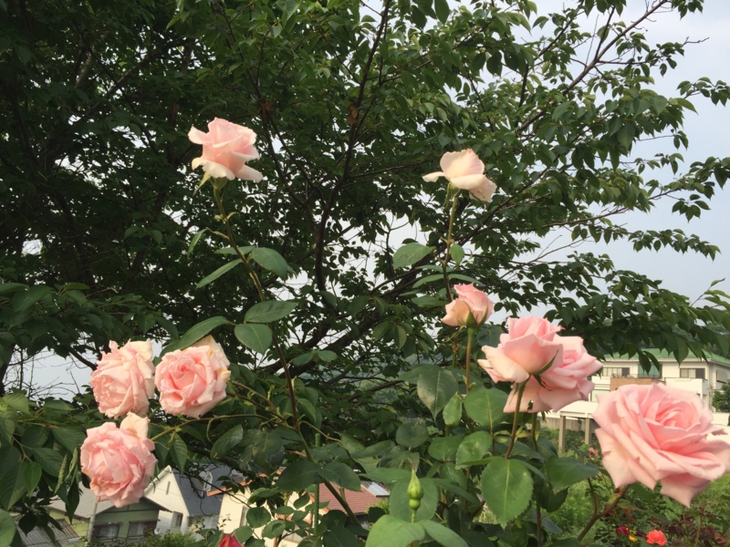 f:id:rotling:20160527165255j:image