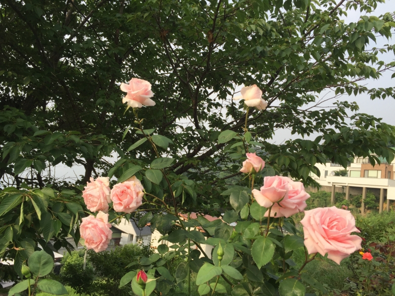 f:id:rotling:20160527165258j:image