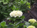 20160529085933