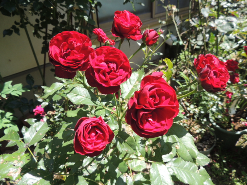 f:id:rotling:20160603104521j:image