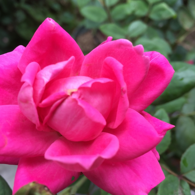 f:id:rotling:20160604102338j:image