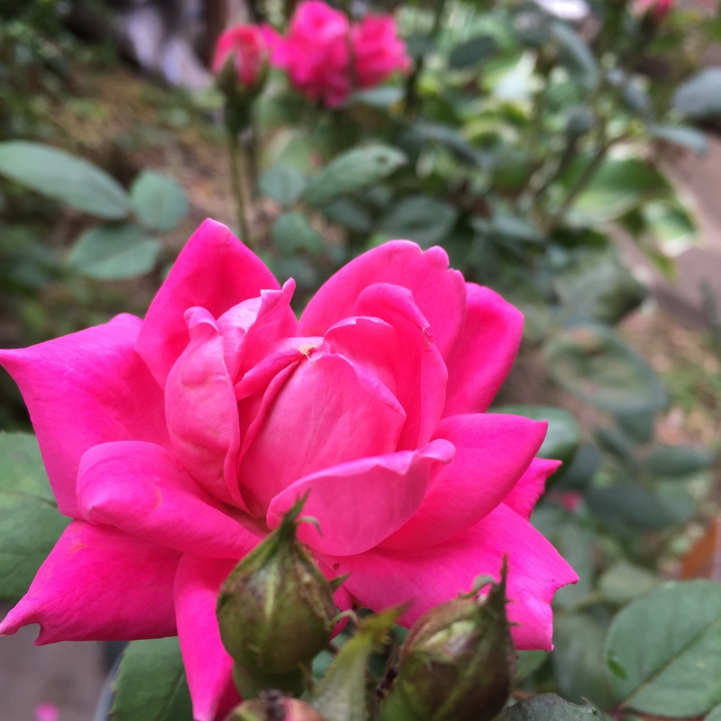 f:id:rotling:20160604102341j:image