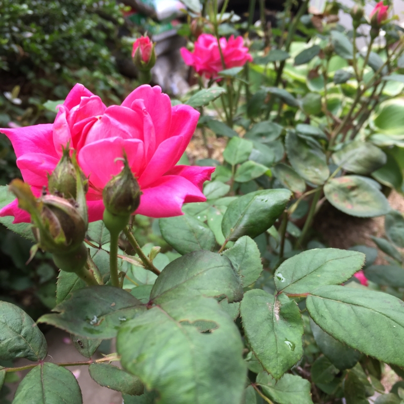 f:id:rotling:20160604102347j:image