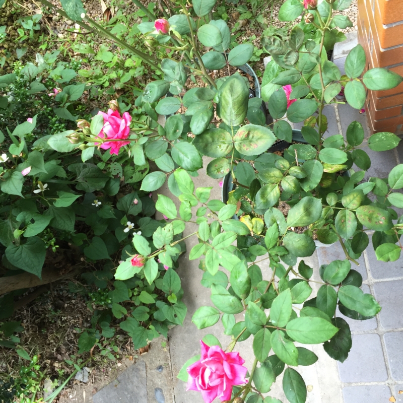 f:id:rotling:20160604102352j:image