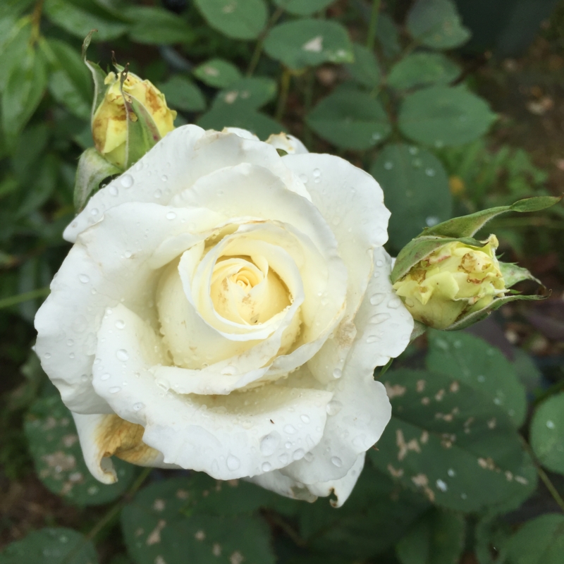 f:id:rotling:20160604102959j:image