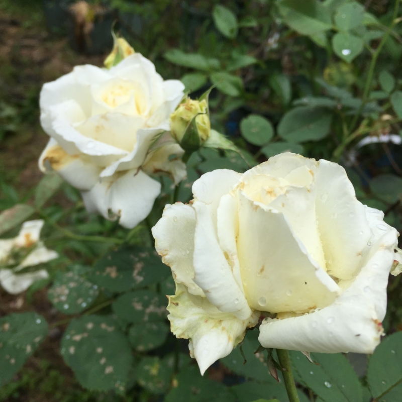f:id:rotling:20160604103008j:image