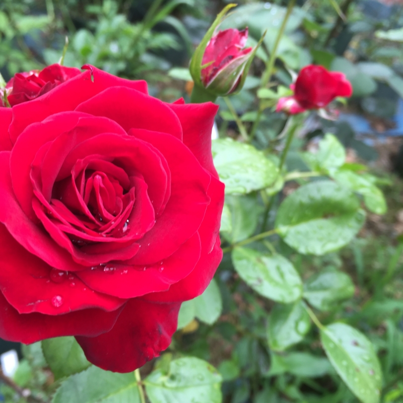 f:id:rotling:20160604103154j:image