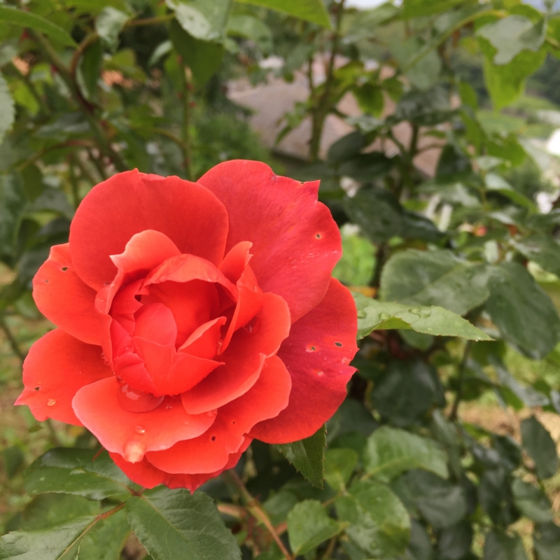 f:id:rotling:20160604104033j:image