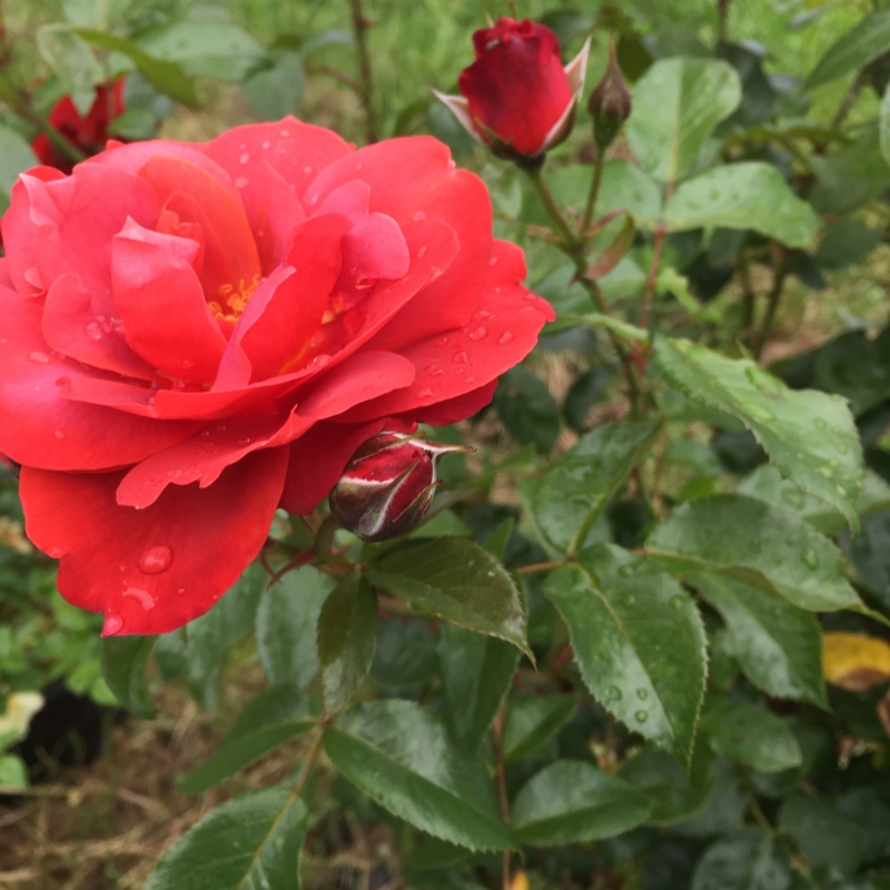 f:id:rotling:20160604104039j:image
