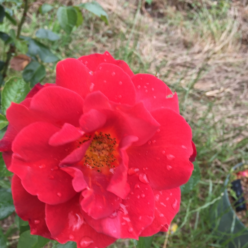 f:id:rotling:20160604104042j:image