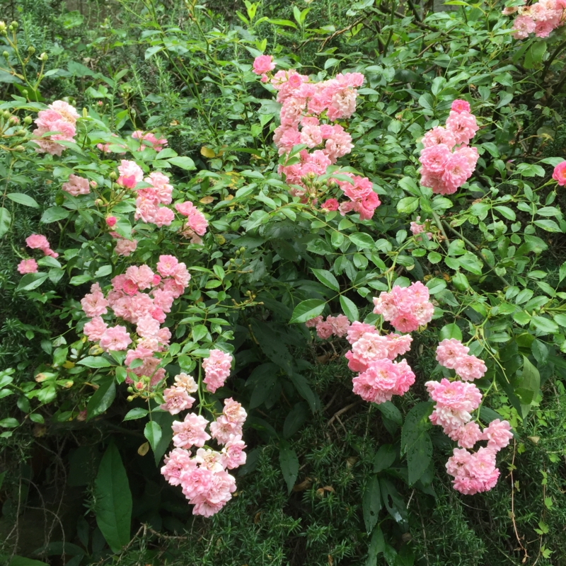 f:id:rotling:20160604104139j:image