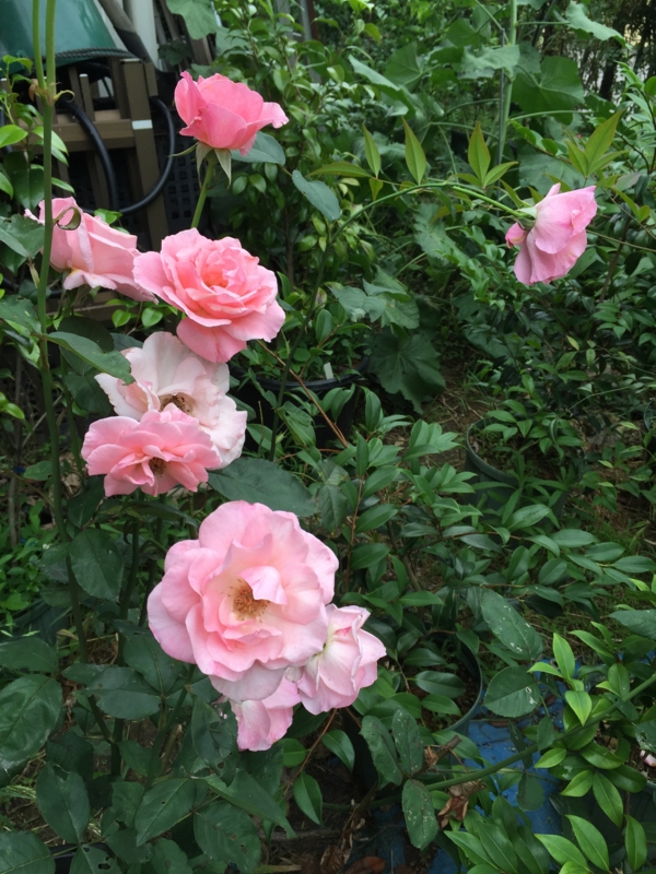 f:id:rotling:20160606154325j:image