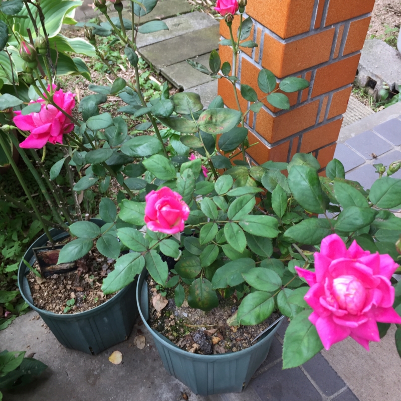 f:id:rotling:20160606154857j:image