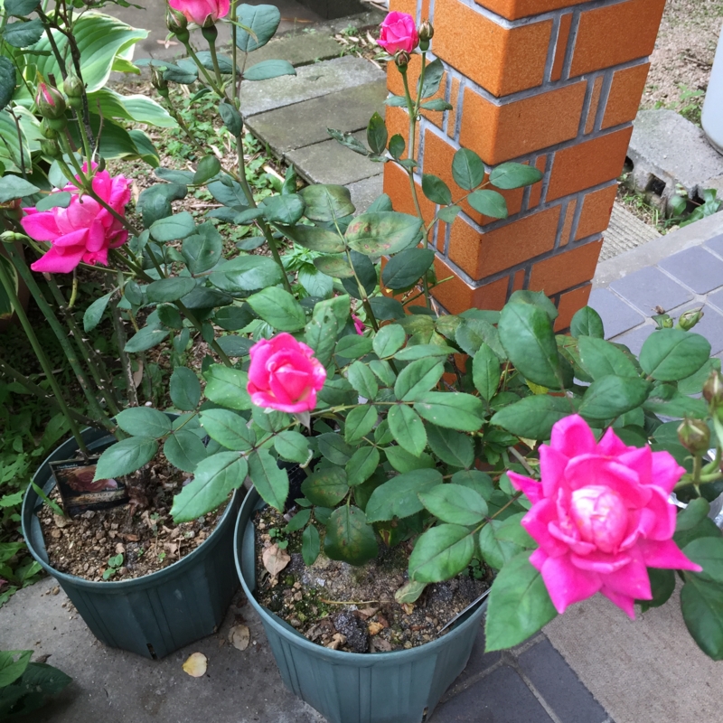 f:id:rotling:20160606154900j:image