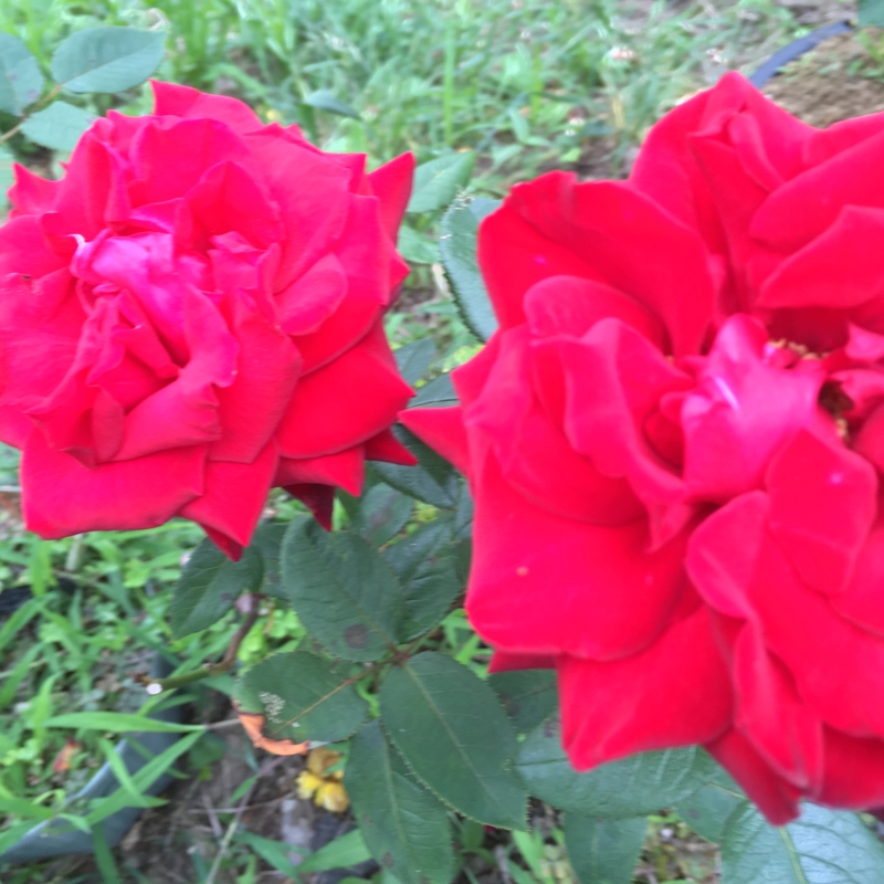 f:id:rotling:20160608152520j:image