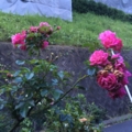 パルメンガルテンフランクフルト
