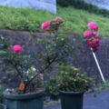 パルメンガルテンフランクフルト