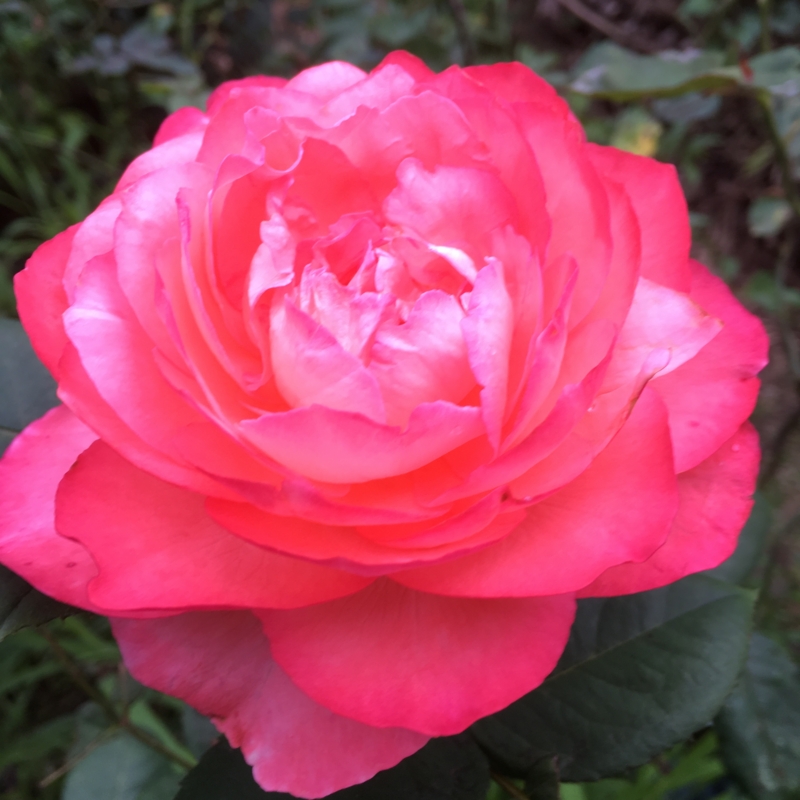 f:id:rotling:20160615175353j:image