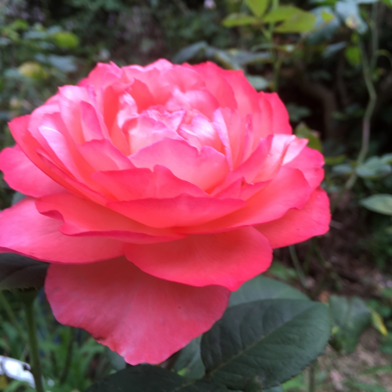 f:id:rotling:20160615175356j:image
