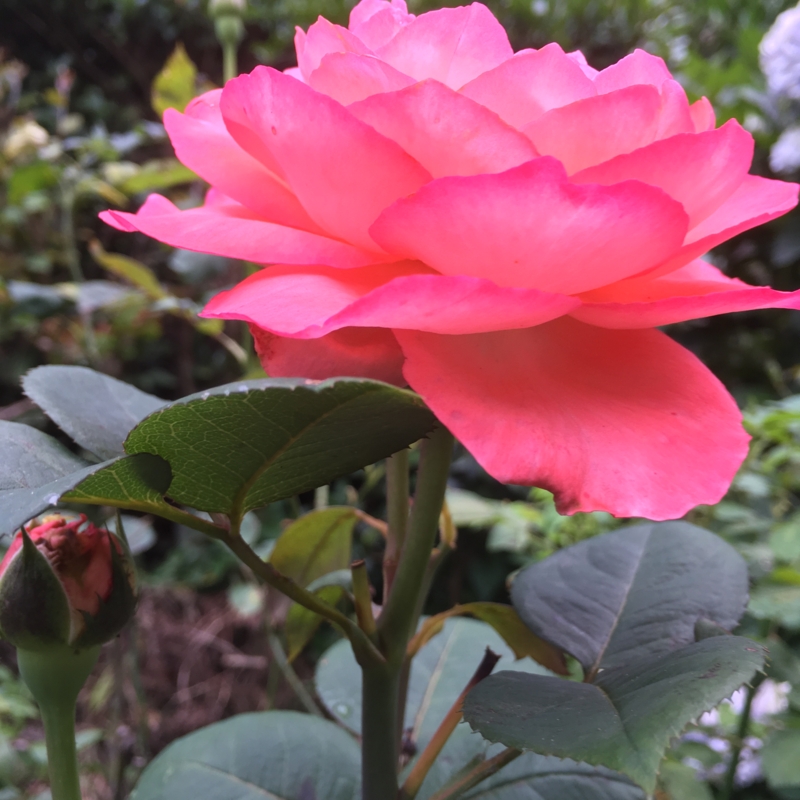 f:id:rotling:20160615175409j:image